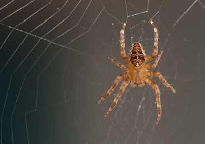 Close-up of spider