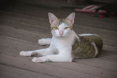 Portrait of a cat