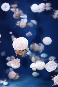 Close-up of jellyfish in sea