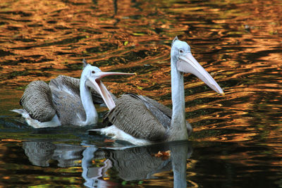 View of birds in lake