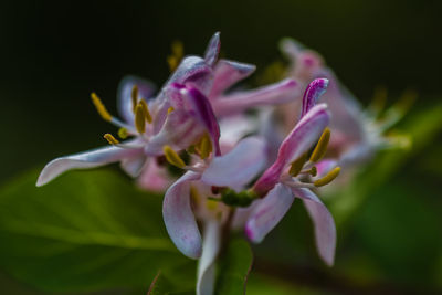 Close-up of purple flowers blooming outdoors