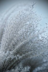 Close-up of feather on plant