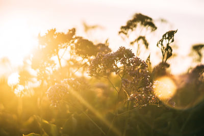 Close-up of flowers against sunset sky