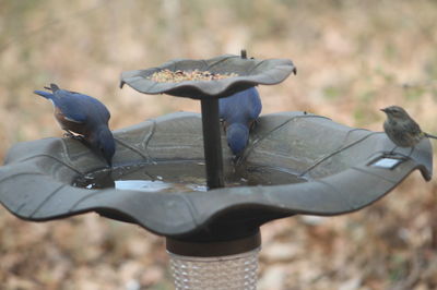 Close-up of bird perching outdoors