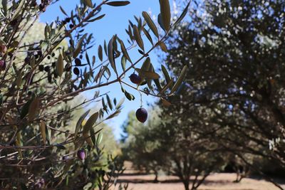 Low angle view of branch hanging on tree