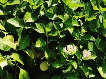 Full frame shot of flowering plant