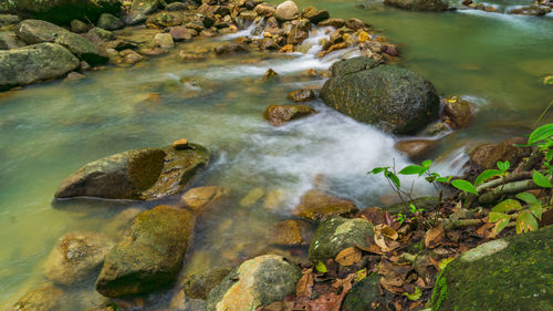 High angle view of turtle in river