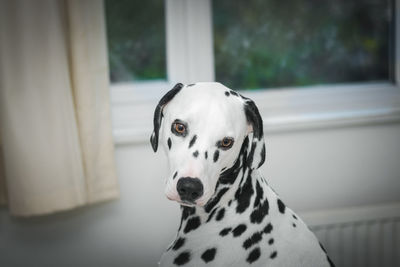 Close-up portrait of dog