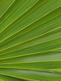 Full frame shot of palm trees