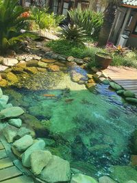 High angle view of stones in swimming pool