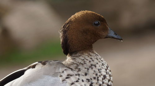 Close-up of a bird looking away