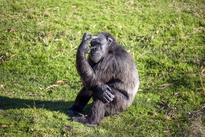 Chimpanzee  in south africa