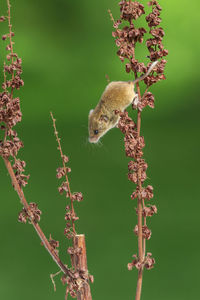 Harvest mouse  close-up