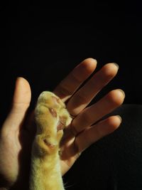 Close-up of hand holding a rabbit