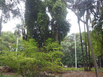 Trees in forest against sky