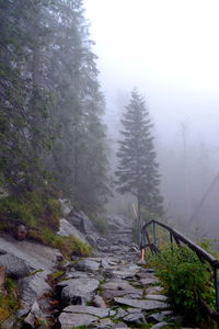 Scenic view of forest against sky