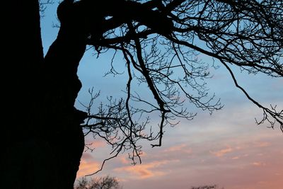 Low angle view of bare trees against sky