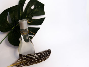 Close-up of drink on table against white background