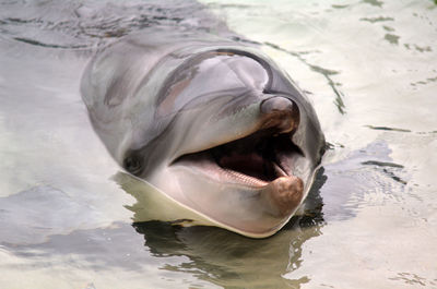 Close-up of fish swimming in sea