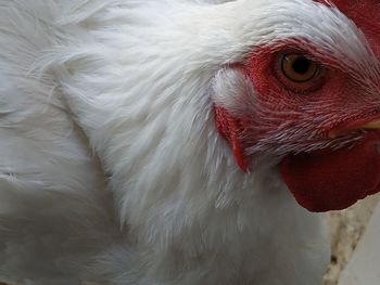 Close-up of a bird