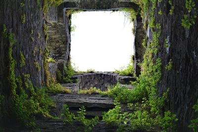 Old ruin amidst trees in forest