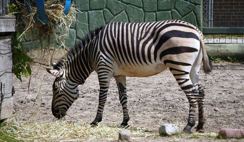animal