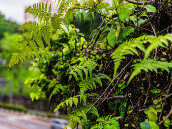 Close-up of fern leaves on tree