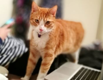 Portrait of cat standing by laptop on table