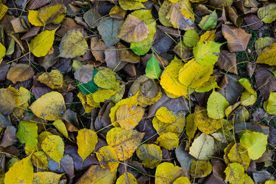 Full frame shot of yellow leaves