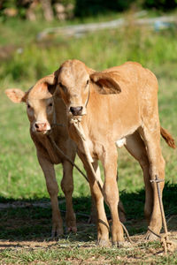 Portrait of cow standing on field