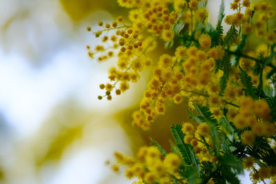 Close-up of fresh green leaves