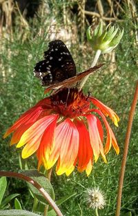 Close-up of butterfly on flower