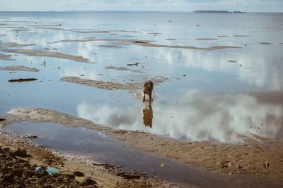 High angle view of dog walking at beach