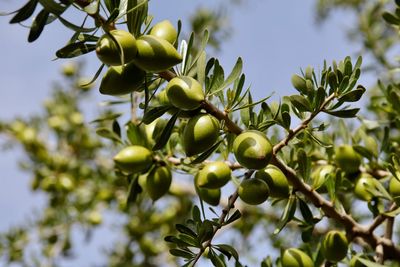 Low angle view of  argan fruits on tree against sky