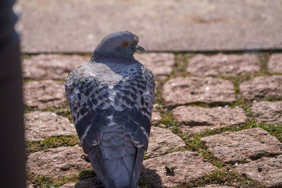 Close-up rear view of perched pigeon