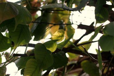 Low angle view of green leaves