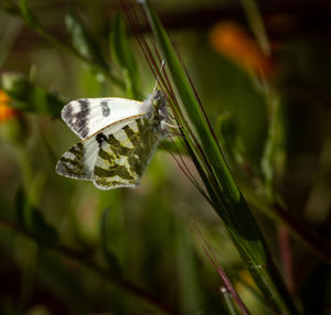 Close-up of butterfly on plant