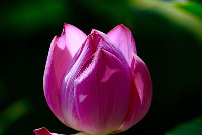 Close-up of pink flower blooming outdoors