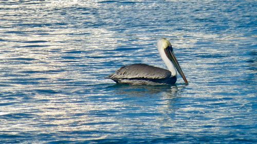 Bird swimming in sea