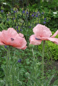 Close-up of pink flowering plants on land