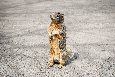 Portrait of squirrel