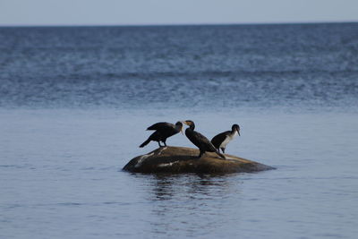 Birds on a sea