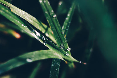 Close-up of wet plant