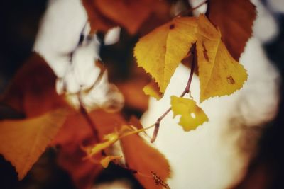 Close-up of maple leaves on plant during autumn