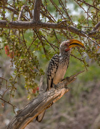 Southern yellow-billed hornbill, tockus leucomelas, on a branch, namibia