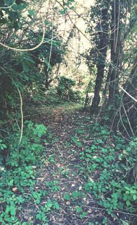 Trees in forest