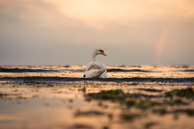 Close-up of bird on beach