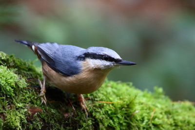 Close-up of a bird