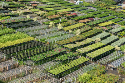 Flowers garden sadec in viet nam