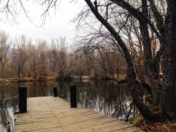 Bare trees in water